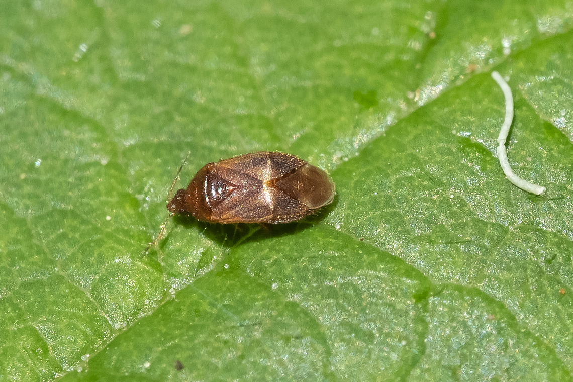 minute pirate bug I think I should definitely post this to BugGuide... Looks like Cardiastethus, has 2-3 examples total, none ID'd to species...  Geotagged,Spring,United States