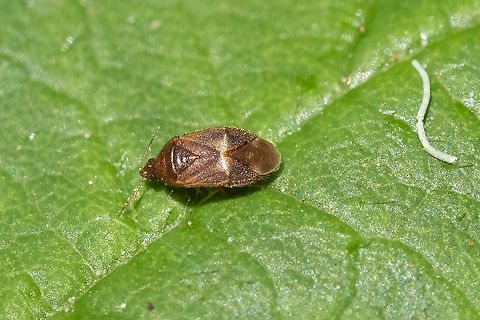 minute pirate bug I think I should definitely post this to BugGuide... Looks like Cardiastethus, has 2-3 examples total, none ID'd to species...  Geotagged,Spring,United States