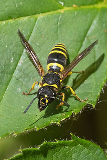 Potter/mason wasp  Geotagged,Spring,United States