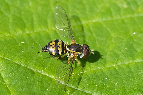 western calligrapher  Geotagged,Spring,Toxomerus occidentalis,United States,Western Calligrapher