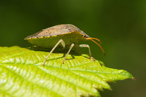 dusky stinkbug distinguished from consperse stink bug, by the 3 small black marks on the underside  Dusky Stink Bug,Euschistus tristigmus,Geotagged,Spring,United States