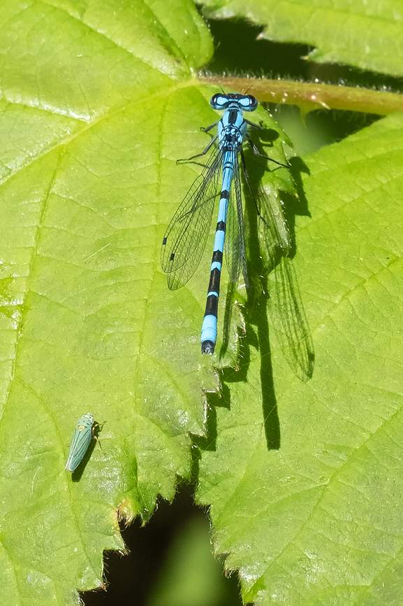 Northern bluet with a little blue-green sharpshooter keeping him company Enallagma annexum,Geotagged,Northern bluet,Spring,United States