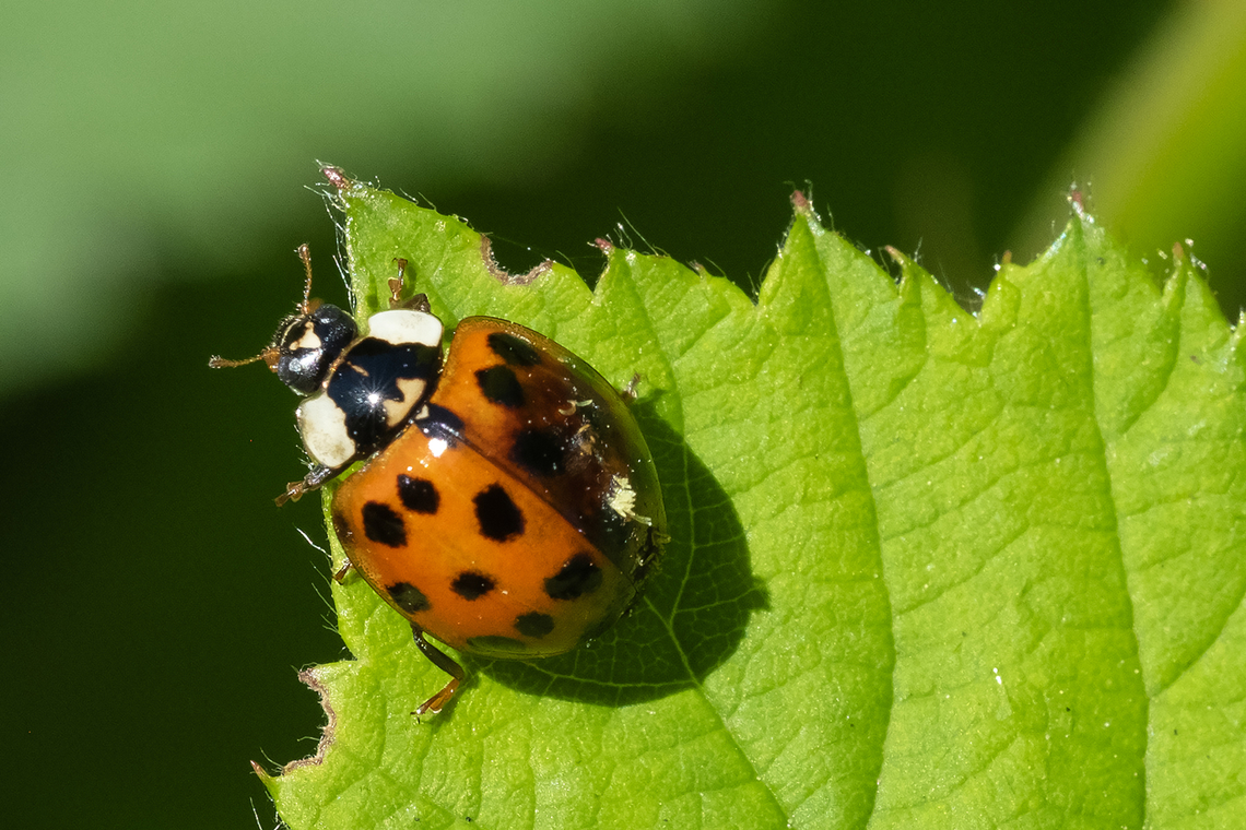 Asian ladybeetle this one has suffered some sort of damage - it's wing cover is darkened and peeling Geotagged,Harmonia axyridis,Multicolored Asian Lady Beetle,Spring,United States