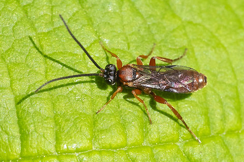 Sawfly or Ichneumon? looks a bit like the orange wasp I saw earlier in the day... but not quite the same Geotagged,Spring,United States