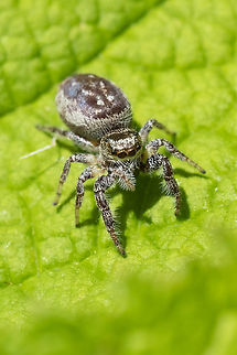 Jumping spider female perhaps immature... I'm not sure how to tell the difference for this still indistinctly marked individual, between Eris, Pelegrina and Metaphiddipus Geotagged,Spring,United States