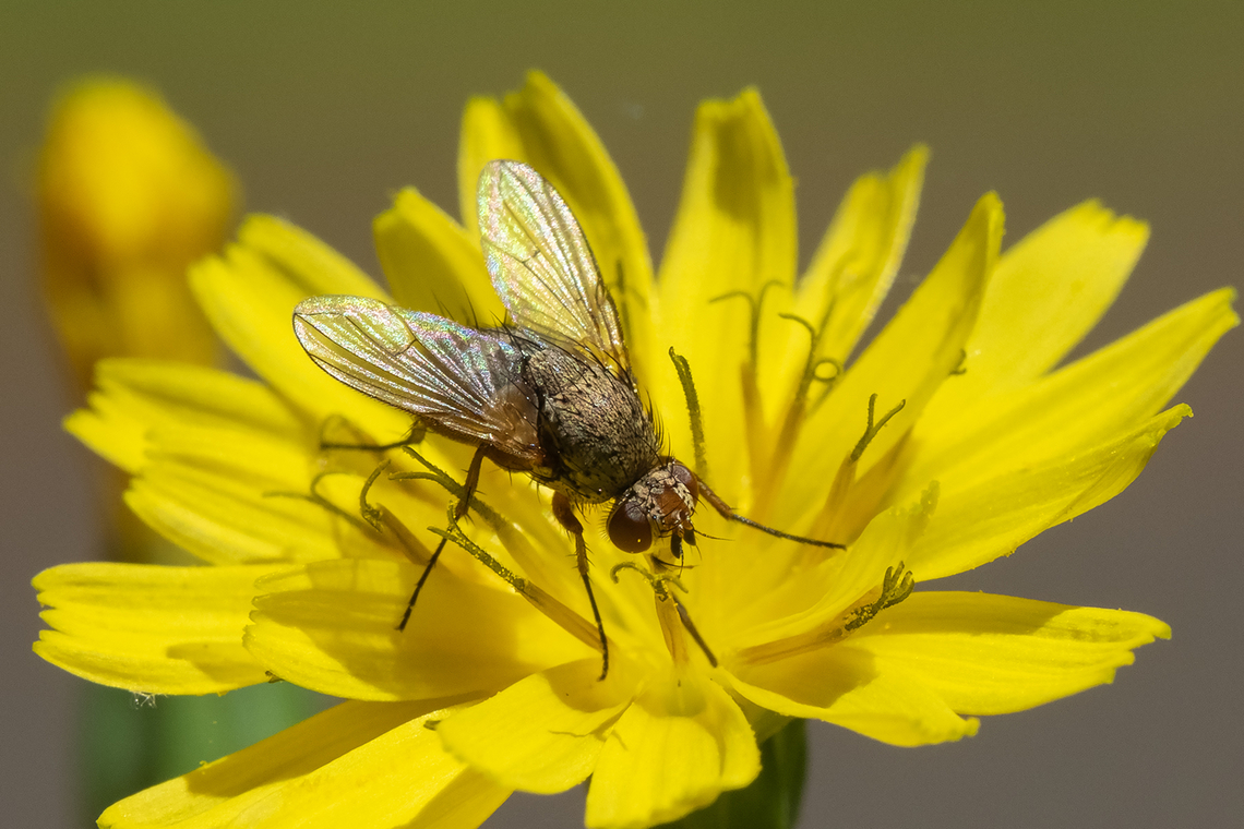 Perhaps Siphonia sp. fly  Geotagged,Spring,United States