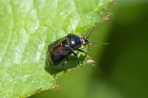 Deraeocoris sp. I don't know if markings are reliable to identify these... the link to a monograph on BugGuide focuses solely on male claspers..  Geotagged,Spring,United States