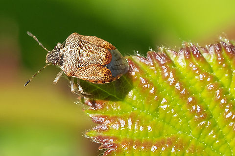 small, light colored stink bug - Cosmopepla intergressa common on thimbleberry, raspberry and currant (Rubus and Ribes sp.) Cosmopepla intergressa,Geotagged,Spring,United States