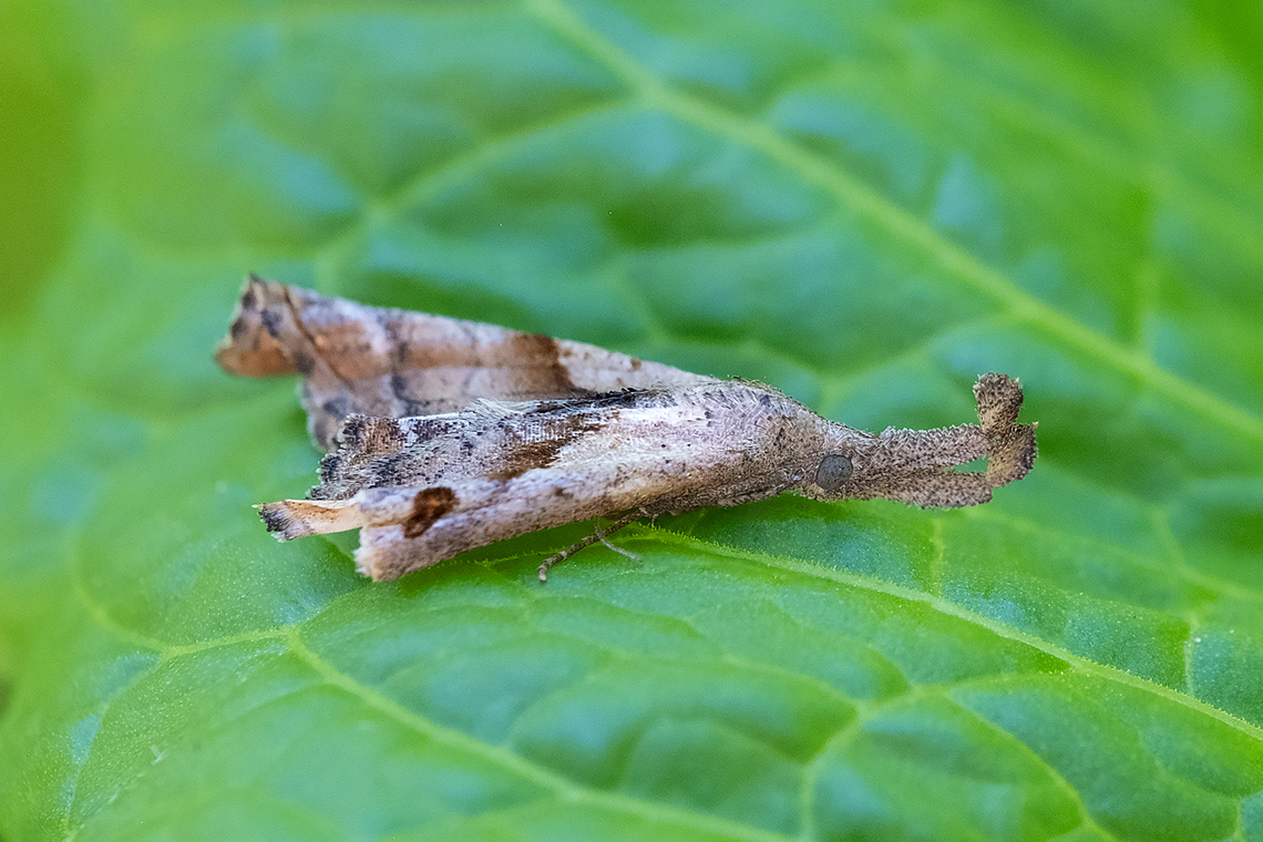 dark spotted Palthis what a crazy snout! Geotagged,Palthis angulalis,Spring,The-Dark Spotted Palthis,United States