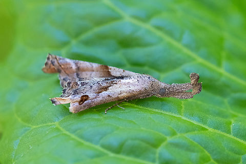dark spotted Palthis what a crazy snout! Geotagged,Palthis angulalis,Spring,The-Dark Spotted Palthis,United States