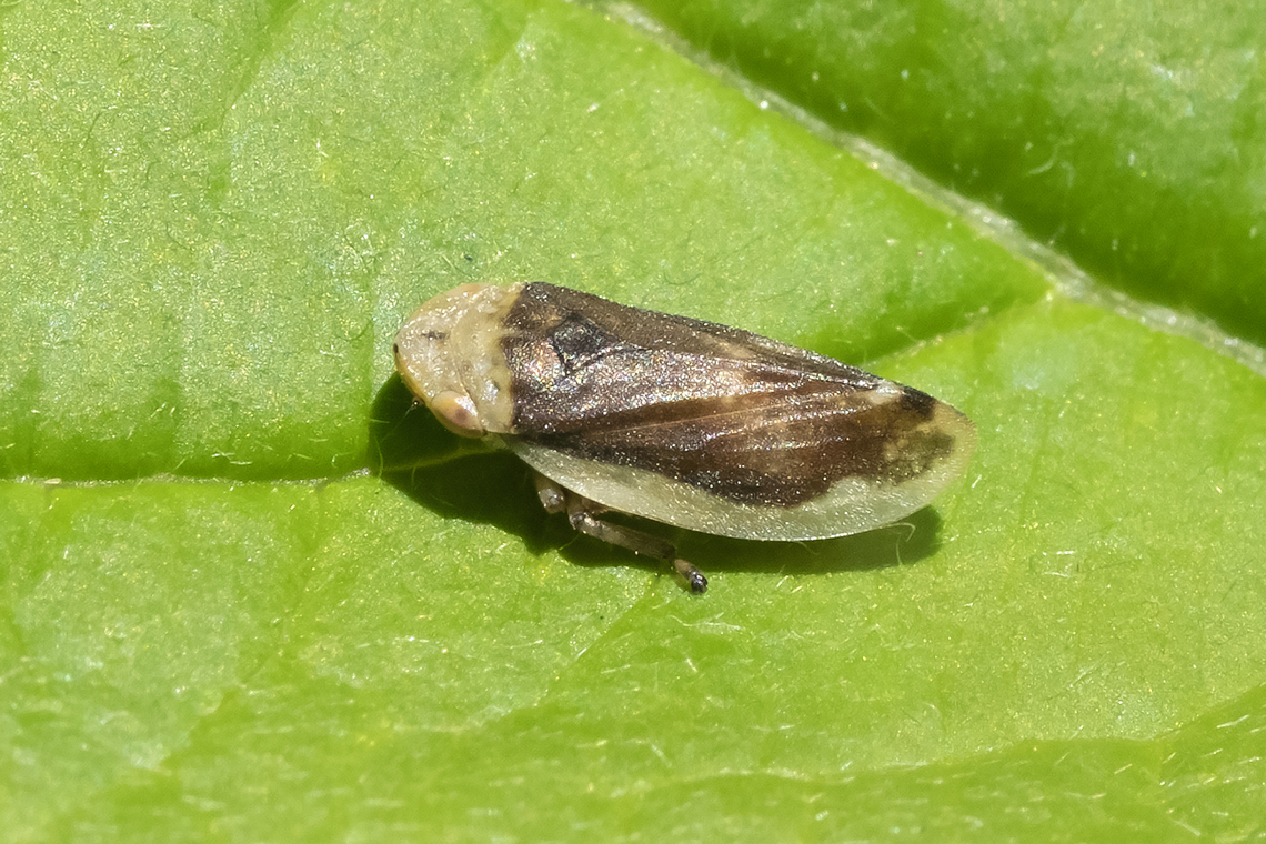 the many faces of the meadow spittle bug..  Geotagged,Meadow Spittlebug,Philaenus spumarius,Spring,United States