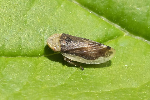 the many faces of the meadow spittle bug..  Geotagged,Meadow Spittlebug,Philaenus spumarius,Spring,United States