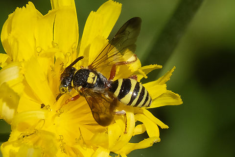 striped cuckoo bee, Nomada sp. - potter wasp mimic  Geotagged,Spring,United States