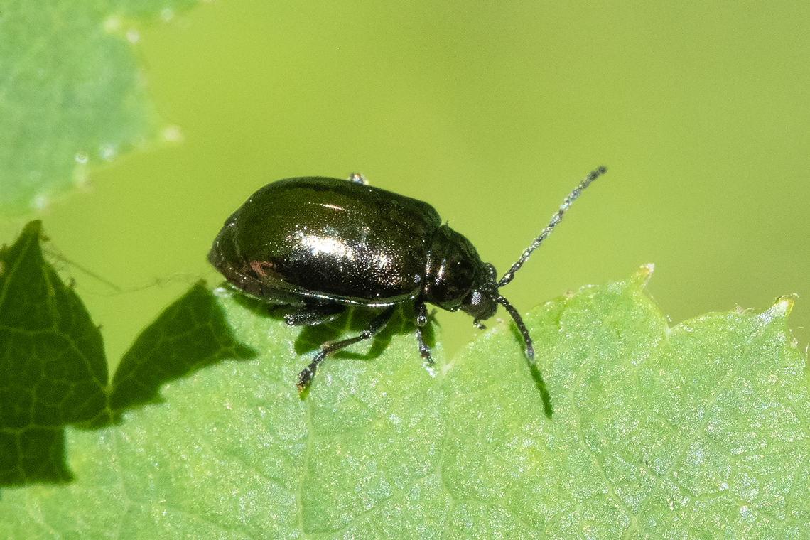 flea beetle relatively sure the host plant is wild rose.. (if not that, blackberry) Geotagged,Spring,United States