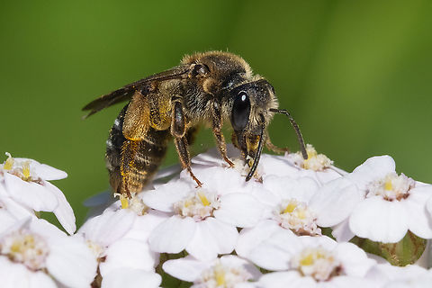 banded bee - Orange-legged furrow bee  Geotagged,Halictus rubicundus,Orange-legged Furrow Bee,Spring,United States