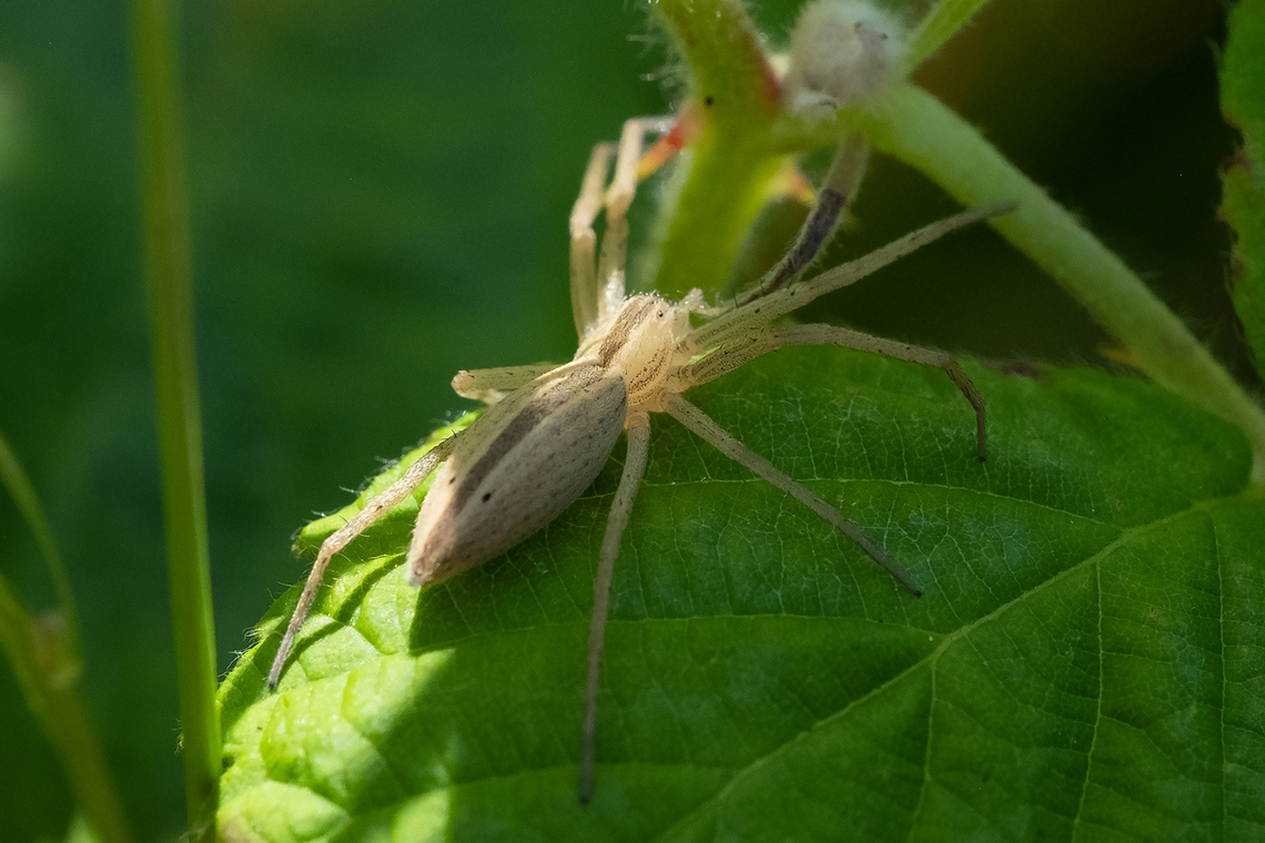 Running crab spider said to be the only species of it&#039;s genus present here Geotagged,Spring,Tibellus oblongus,United States