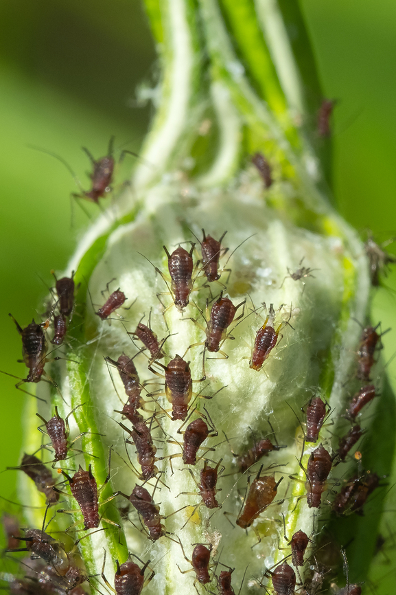 Red aphids - likely Uroleucon sp.  Geotagged,Summer,United States
