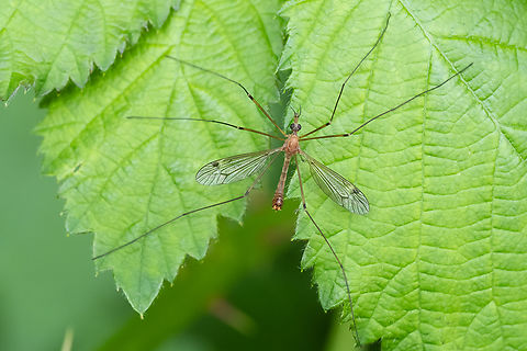 small crane fly  Geotagged,Summer,United States