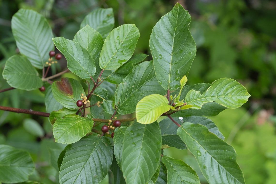 cascara buckthorn  Frangula purshiana,Geotagged,Summer,United States