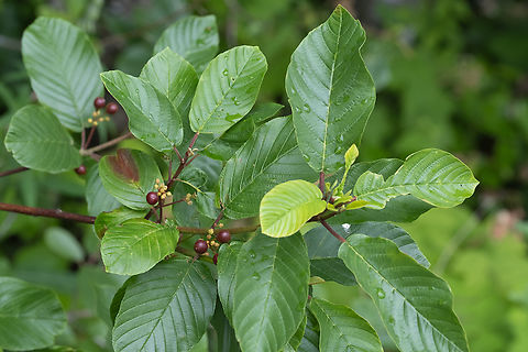 cascara buckthorn  Frangula purshiana,Geotagged,Summer,United States