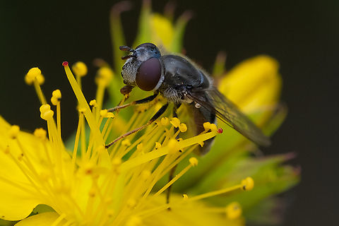 white-faced syrphid  Geotagged,Greater Punctate Sedgesitter,Platycheirus stegnus,Summer,United States