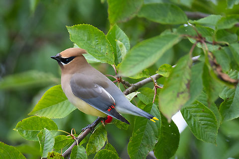 Cedar waxwing the flock was rather enjoying some wild growing cherry trees (this human enjoyed some cherries too, they were tasty) Bombycilla cedrorum,Cedar Waxwing,Geotagged,Summer,United States