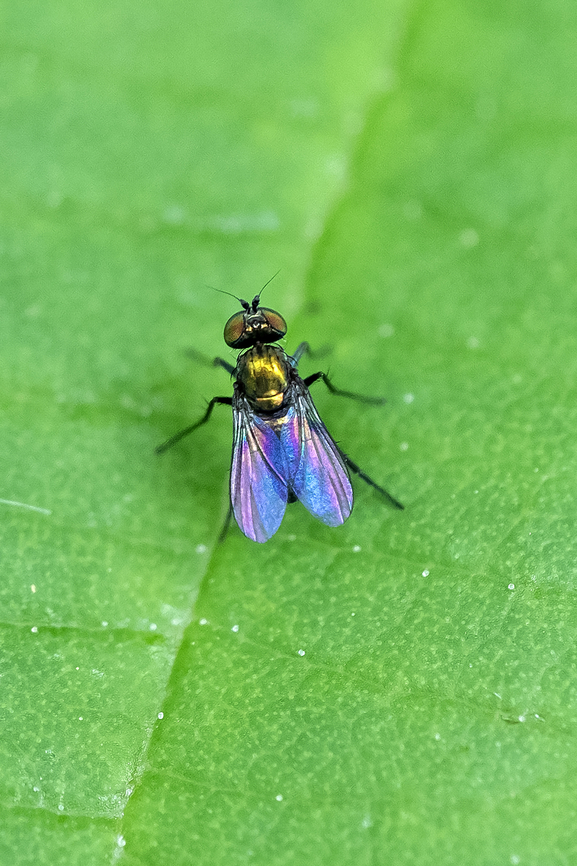 tiny metallic green fly with iridescent wings - Chrysotus sp.  Geotagged,Summer,United States