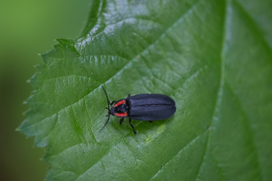 Ellychnia sp. possibly Ellychnia hatchi Geotagged,Summer,United States