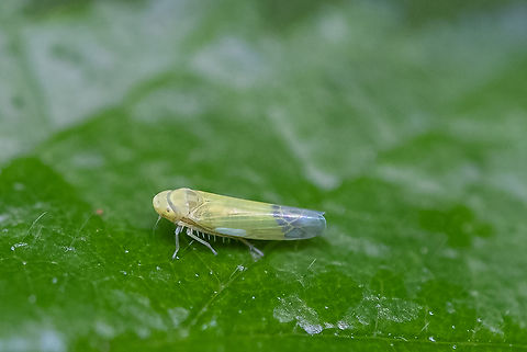 Ribautiana sp. leaf hopper  Geotagged,Summer,United States