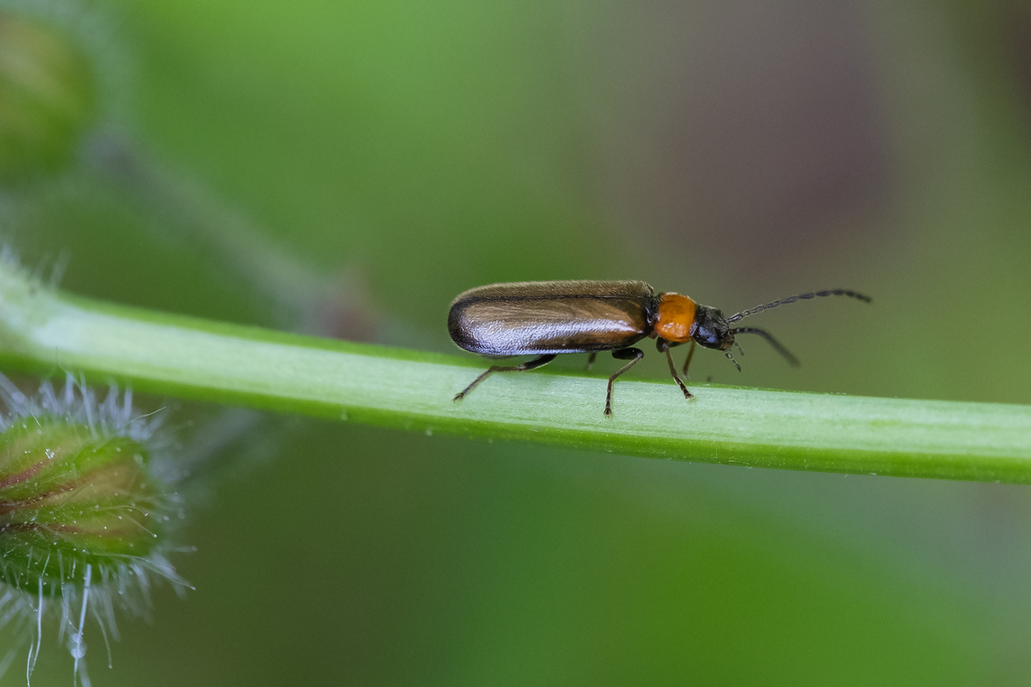 soldier beetle with lovely bronze swirled wing covers Silis sp. perhaps Silis pallida Geotagged,Summer,United States