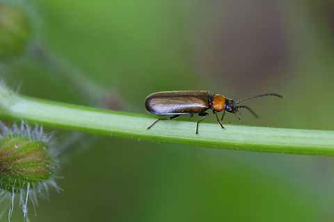 soldier beetle with lovely bronze swirled wing covers Silis sp. perhaps Silis pallida Geotagged,Summer,United States
