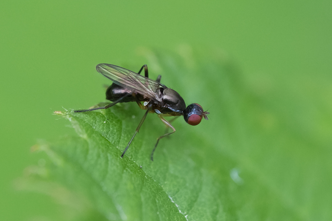 Black scavenger fly - Sepsidae possible Meroplius minutus or Meroplius minutus<br />
was using this leaf as a display stage for a 'dance'  Geotagged,Summer,United States
