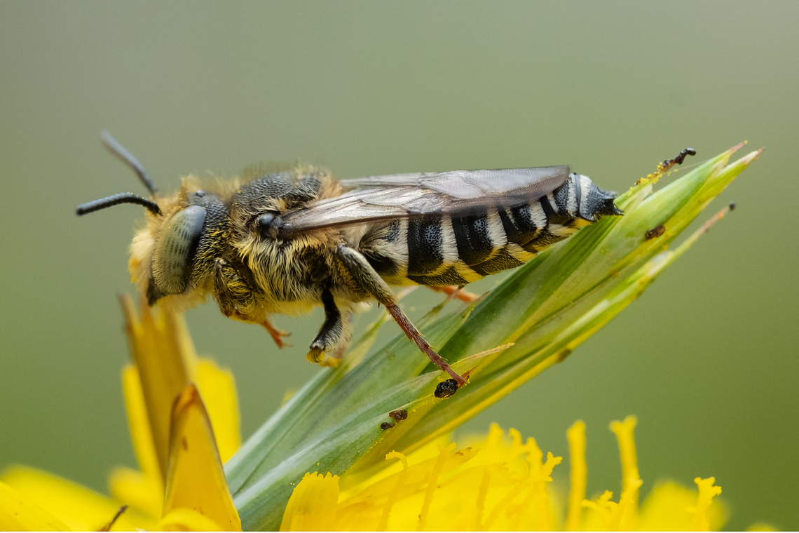 leafcutter bee at rest  Geotagged,Summer,United States