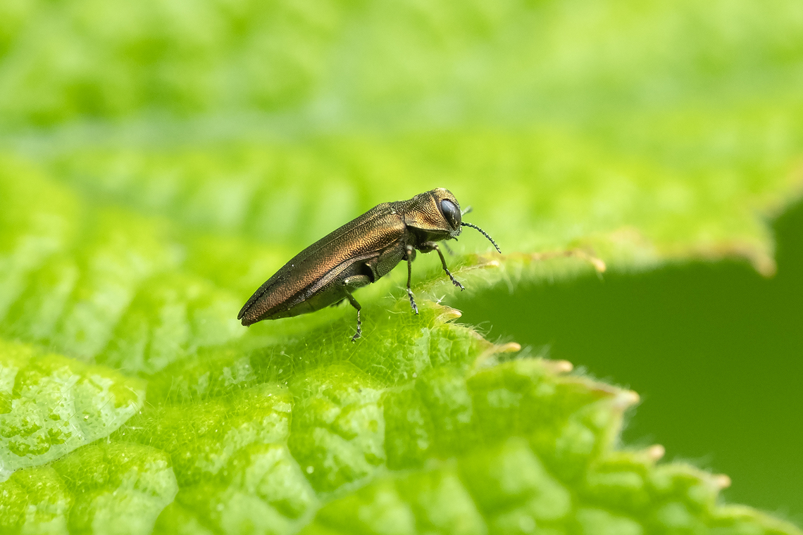 Bronze birch borer they may be pretty, but they've been wreaking havoc on our local birch population Agrilus anxius,Bronze birch borer,Geotagged,Summer,United States