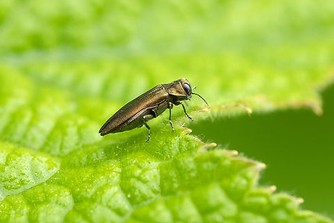 Bronze birch borer they may be pretty, but they've been wreaking havoc on our local birch population Agrilus anxius,Bronze birch borer,Geotagged,Summer,United States