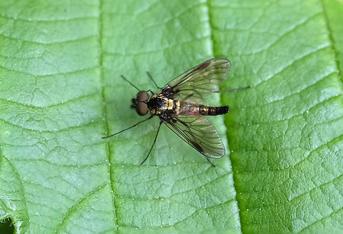 Snipe fly A good match for Chrysopilus asiliformis- but that is a European species and not, so far as I can find, known to be here.  Chrysopilus tomentosus,Geotagged,Summer,United States