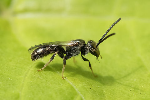 tiny hairy bee -likely Lasioglossum sp.  Geotagged,Summer,United States
