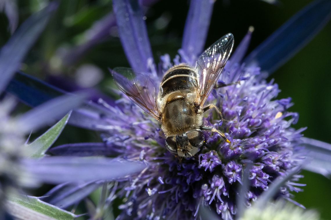 black-shouldered drone fly  Black-shouldered Drone Fly,Eristalis dimidiata,Geotagged,Summer,United States