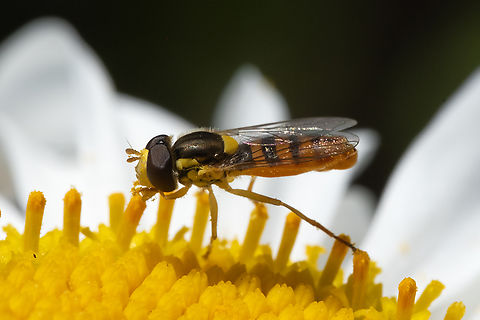 Forked globetail male  Forked Globetail,Geotagged,Sphaerophoria sulphuripes,Summer,United States