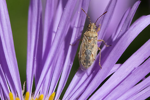 False cinch bug looks like perhaps Nysius or Xyonysius sp. Geotagged,Summer,United States