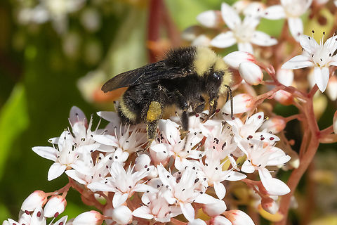 Yellow-faced bumble bee  Bombus vosnesenskii,Canada,Geotagged,Summer,Yellow-faced Bumble Bee