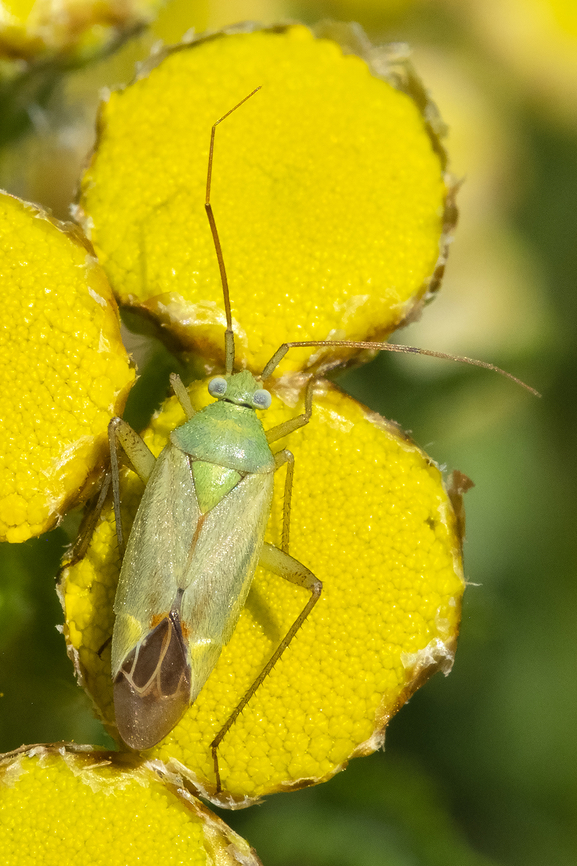 potato mirid Seems the local population may lack spots on the pronotum... the last one of these I photographed, near the border, though on the US side did not have them either.  Canada,Closterotomus norvegicus,Geotagged,Potato Mirid,Summer