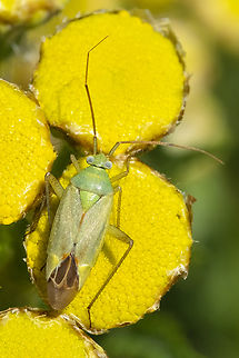 potato mirid Seems the local population may lack spots on the pronotum... the last one of these I photographed, near the border, though on the US side did not have them either.  Canada,Closterotomus norvegicus,Geotagged,Potato Mirid,Summer