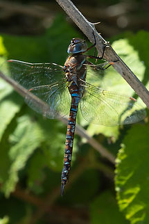 variable darner  Aeshna interrupta,Canada,Geotagged,Summer,Variable darner