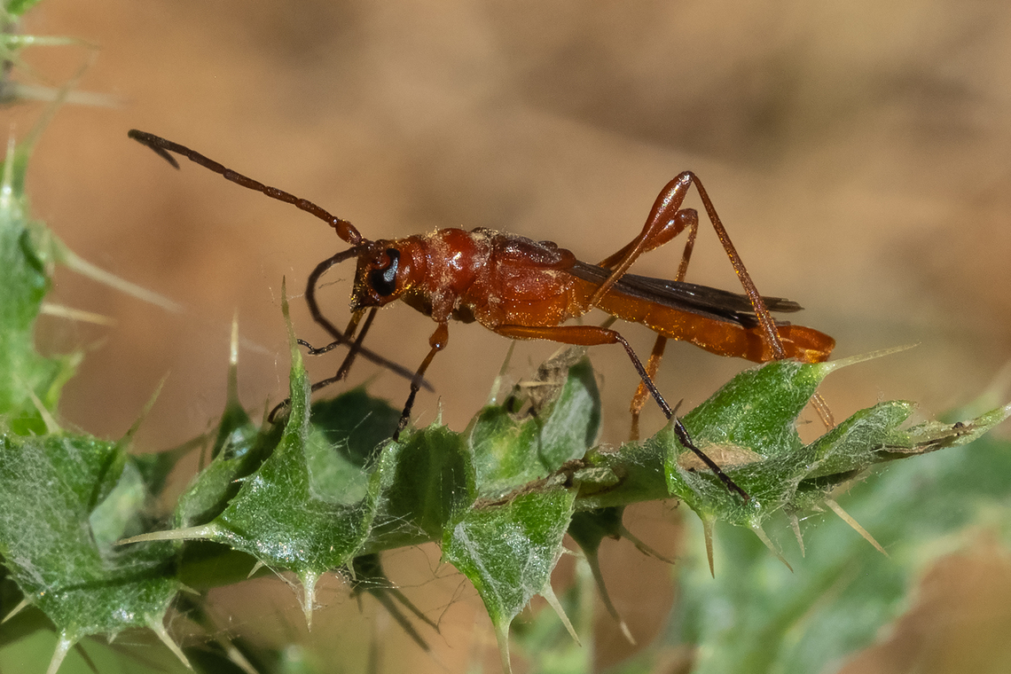 Necydalis - wasp mimic beetle I do not know how to tell the species apart... likely either laevicollis (which I've had ID'd for me from this general area before) or diversicollis Canada,Geotagged,Summer