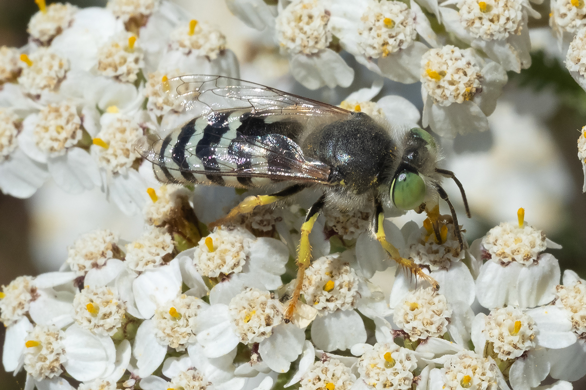 American sand wasp  American Sand Wasp,Bembix americana,Canada,Geotagged,Summer