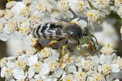American sand wasp  American Sand Wasp,Bembix americana,Canada,Geotagged,Summer