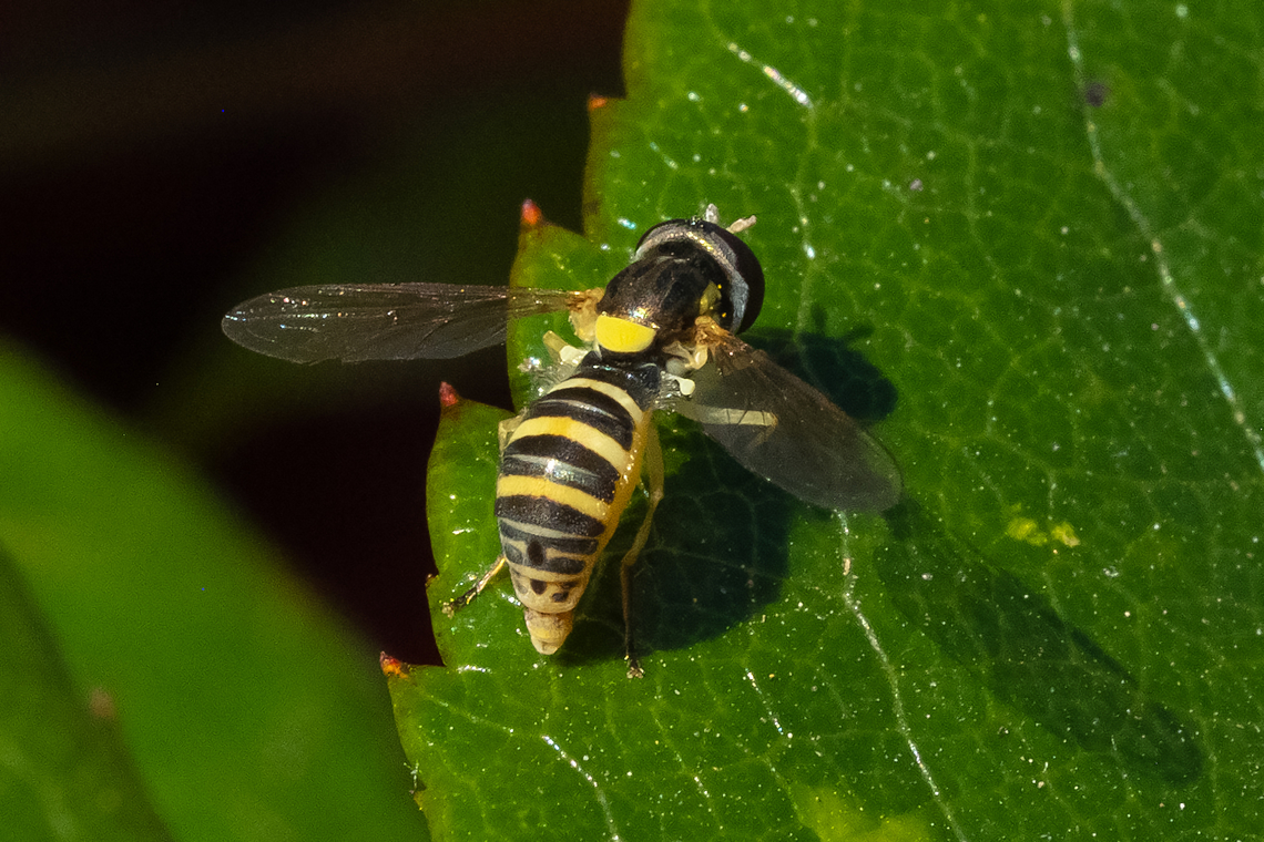 Sphaerophoria female  Canada,Geotagged,Summer