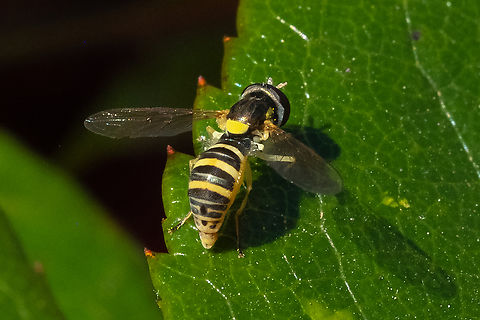 Sphaerophoria female  Canada,Geotagged,Summer