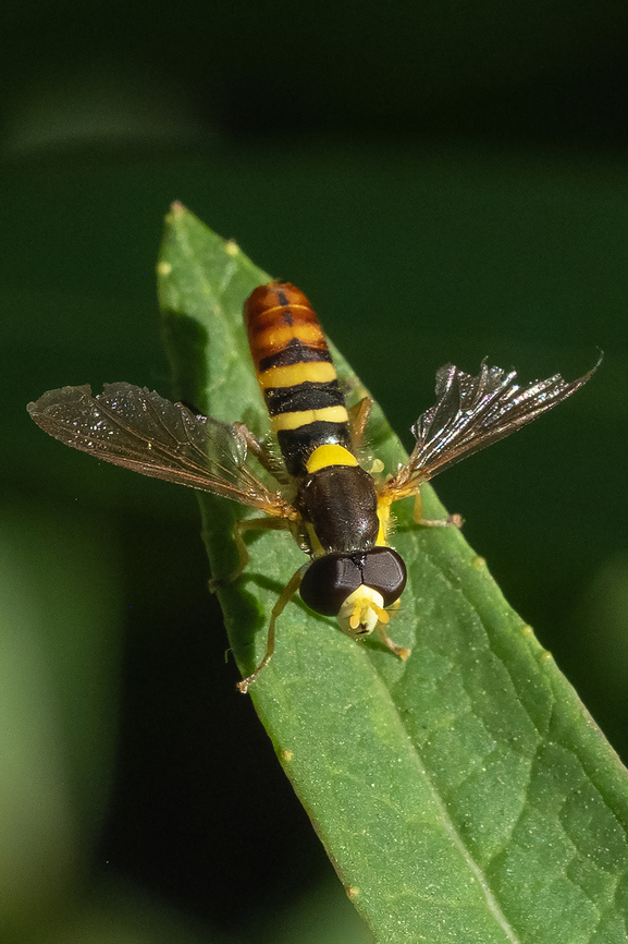 Sphaerophoria male  Canada,Geotagged,Summer